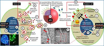 Small extracellular vesicle DNA-mediated horizontal gene transfer as a driving force for tumor evolution: Facts and riddles